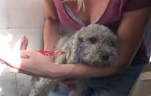 スクラップ置き場に隠れ住む２匹の犬を保護！