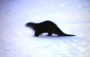 氷上のカワウソ