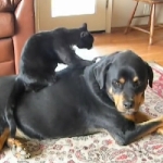 大きな犬の背中に乗ってマッサージをしてあげる猫！