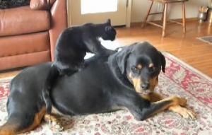 大きな犬の背中に乗ってマッサージをしてあげる猫！