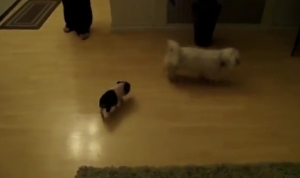 ストーカーの子豚さん！室内で小さいワンちゃんの後ろを追いかけ続ける！