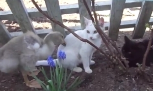 猫はもっと怒ってもいいと思う！ネコのお昼寝を徹底的に邪魔するアヒルが容赦ない！