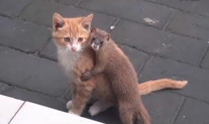 子猫はもっと怒ってもいいと思う！コネコのお散歩を徹底的に邪魔するイタチが懐っこすぎる！