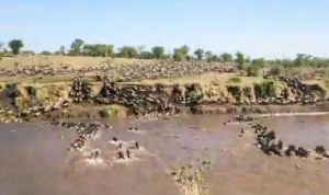 大移動する150万頭のヌーの群れを微速度撮影！