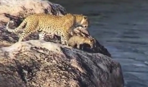 お母さんに頑張ってついていくヒョウの子供が健気で可愛いよ！