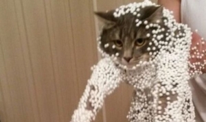 猫大好き！パっと見れちゃう面白ネコ画像！（7枚）