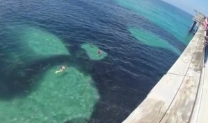 黒いの全部イワシ！スクリップス桟橋で大発生したアンチョビ魚群が凄い！