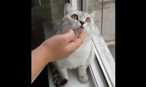 猫には何かが見えている！何をされても動かずに一点を凝視するネコちゃん！