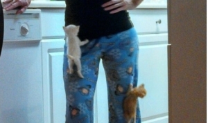 今日キュンときた猫たち！壁にぶつかる子猫など（画像４枚）