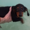 お風呂で泳ぐ練習をする犬！ご主人様と湖で遊びたいから犬かき頑張るの！