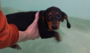 お風呂で泳ぐ練習をする犬！ご主人様と湖で遊びたいから犬かき頑張るの！