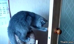 ご主人様の命令でドアを閉める猫！(扉を閉めるネコのGIFを３つ)