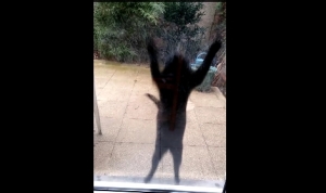 飼い主の気を引く猫！