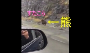 熊の走る速度がこんなに速いなんて！車と併走するクマさん！