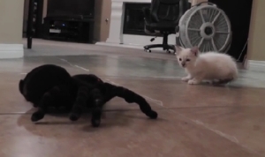 蜘蛛のリモコンおもちゃと戦う子猫が可愛い！