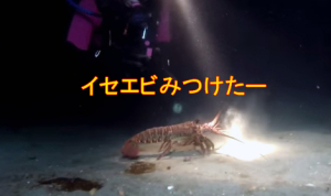 伊勢海老つかみ取りダイビング！海底を無防備に歩くイセエビを大量ゲット・・・のはずだった！
