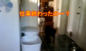 待ち焦がれていた犬たち！ご主人様がノートパソコンを閉じたら遊ぶ時間なの！