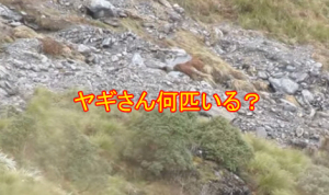 ヤギさん何匹いるのかな？