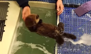 保護されたラッコの赤ちゃん可愛すぎ！水に浮かぶ練習をする様子とか！