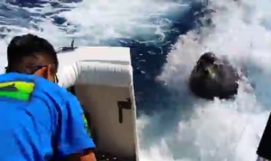 モーターボートを追いかけるアシカがショバ代を要求してきた！？