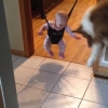 赤ちゃんの影と戦う犬！ジョリージャンパーで宙吊りになっている子供の影に怯えるワンコ！