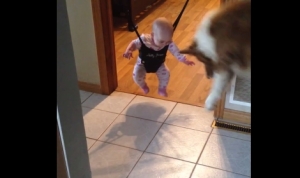 赤ちゃんの影と戦う犬！ジョリージャンパーで宙吊りになっている子供の影に怯えるワンコ！