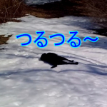 凍った雪道を滑り降りる犬！氷の坂道を何回でも寝転んで滑っていくワンコ！