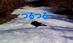 凍った雪道を滑り降りる犬！氷の坂道を何回でも寝転んで滑っていくワンコ！