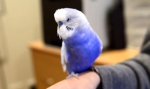 R2-D2の声を出すセキセイインコ！（音ネタ）