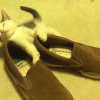 靴に横たわり、眠りに落ちそうになる子猫。