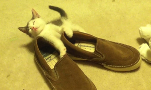 靴に横たわり、眠りに落ちそうになる子猫。