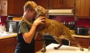 子供に甘えまくるボブキャット！大きくてちょっと怖いけど、やっぱり猫なんだね！