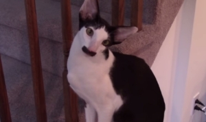 口ひげ猫！鼻の下の模様がチャップリンみたい！