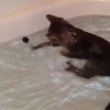 お風呂が大好きな猫！泳ぎながらペットボトルのフタで遊ぶの！