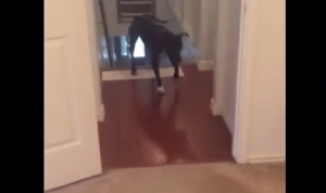 キッチンのドアが怖い犬！その恐怖を愉快な方法で克服！