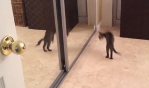はじめての鏡で戦闘モードになる猫
