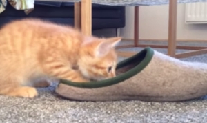 スリッパに入ろうとする猫