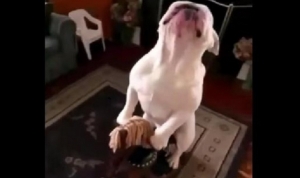 最近で面白かった動物のGIF