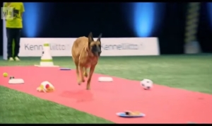 誘惑だらけの犬レース！オモチャやオヤツをスルーして飼い主のところまで行けるのか！？