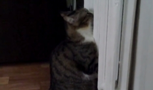 オイルラジエターヒーターで暖まる猫