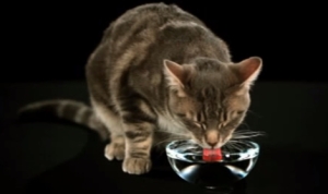 独創的な水の飲み方をする猫達のGIFアニメ