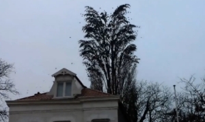 大木から飛び立つ無数の鳥！大木をしならせる程の大群だった！