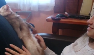 眠りに落ちたうえ膝から落ちるフェレット