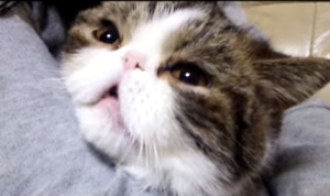 マジで歌ってる！？猫のドラミちゃん、ゲゲゲの鬼太郎を大熱唱！