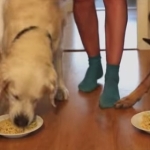 パスタ早食い犬！スパゲティ食べっぷりが気持ちいいゴールデンレトリバー！