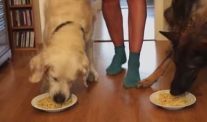 パスタ早食い犬！スパゲティ食べっぷりが気持ちいいゴールデンレトリバー！