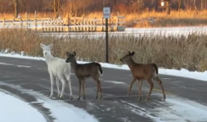 真っ白な鹿！？ヤギみたいだけど本物のアルビノ鹿！