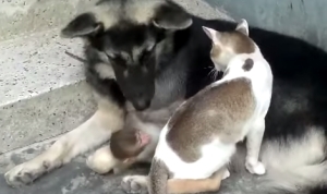 犬と猫と猿が仲良しすぎる！