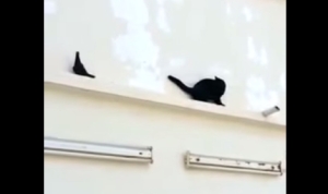 ハトに翻弄される猫、屈辱の後ろ歩き！だってバックするしかないんだもん！