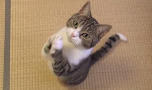 お願いする猫！「おやつちょうだい」と両手を合わせて拝むようにお願いするネコ！